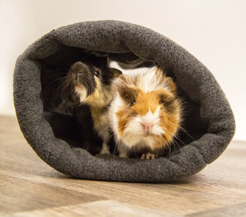 Bunny fleecy tunnel - bunny,
