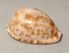 Meeresschnecke Cypraea edentula nahoonensis  -Südafrika-  shell Muschel