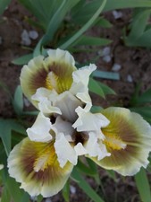 IRIS nana kleine Schwertlilie