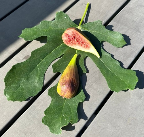 Steckling feige baum - x,