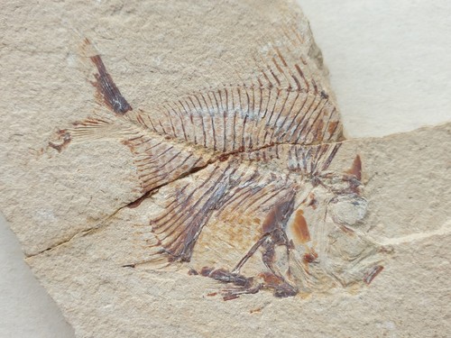 Aipichthys traumhafter - aipichthys,
