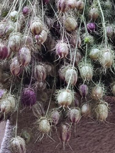 Trockenblumen jungfer im - -jungfer,