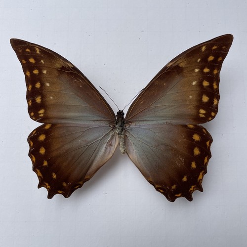 Entomologie*Morpho