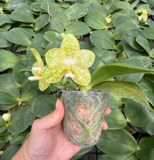 Taiwan duft Orchidee