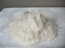 Große weiße Koralle wie eine Schale, alt, Durchm. 23cm.