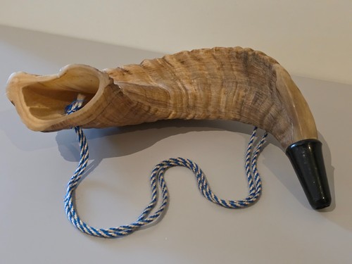Echtes widderhorn - echtes, in