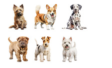 Bügelbild Bügelmotiv Hund