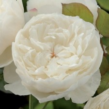 Englische Rose William and