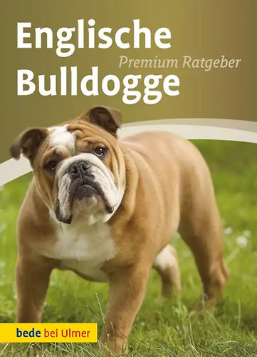 Englische bulldogge zustand - englische,