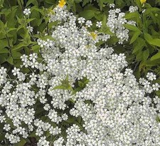 Hornkraut Silberteppich -