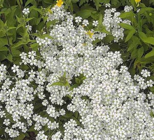 Hornkraut silberteppich - silberteppich,