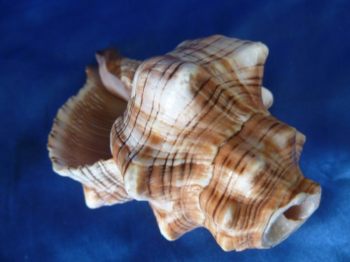 Muschelhorn trapezschnecke - muschelhorn,