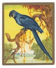 19/379 SAMMELBILD  VOGEL HYAZINTH-ARA 