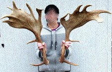 kapitales Paar Damhirsch