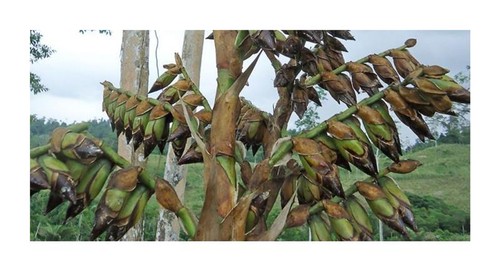 10x vriesea sanguinolenta - vriesea,