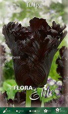 Papagei-Tulpe Black Parrot