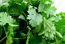 200 Samen Koriander Coriandrum