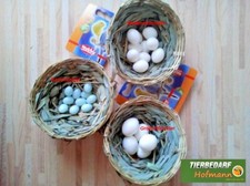 Nesteier Kanarien Kanarienvogel Wellensittich Vogeleier Exoten Nestei 10 Stück