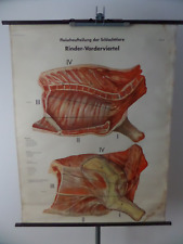 Rolltafel Fleischaufteilung der Schlachttiere RINDER-VORDERVIERTEL