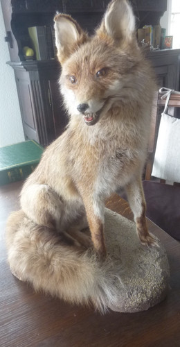 Präparat fuchs sitzend - präparat,