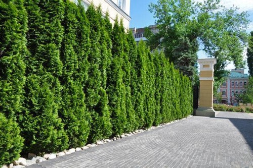 1st thuja smaragd größen - smaragd,
