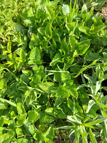Zitronenmelisse kleine - ,5,