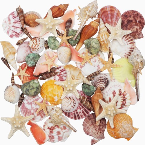 Muscheln gemischt arten - gemischt, 9