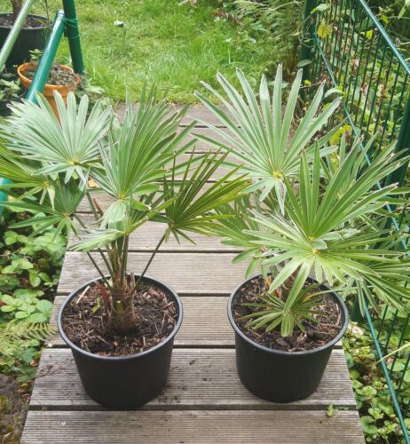 Trachycarpus wagnerianus - trachycarpus,