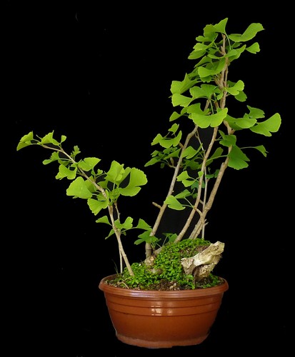 Bonsai ginkgo - bonsai,