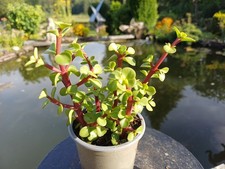 portulacaria afra im Topf Jadebaum Speckbaum im Topf