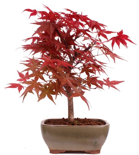 Bonsai acer palmatum - acer,