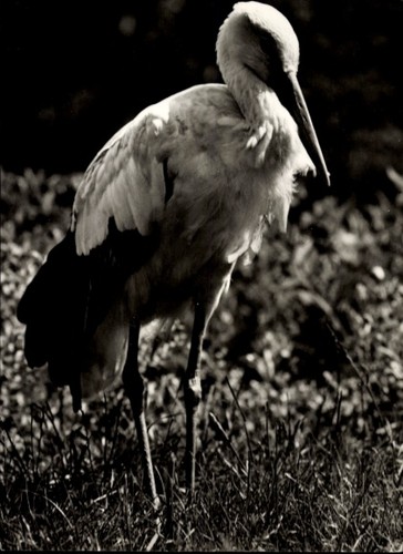 Zoologischer garten storch - ak,