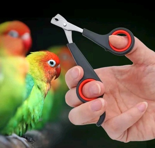 Papagei vogel - ✅papagei, 🐦