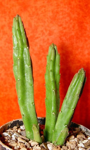 Stapelia groß sukkulente - stapelia, cm