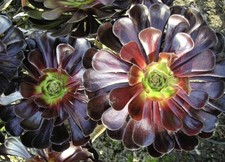 Aeonium arboreum 25 Samen