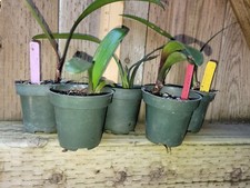 5 types of Clivia 3 leaf
