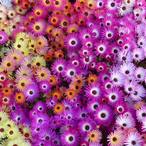 Mittagsblume mix 500 - mittagsblume, samen