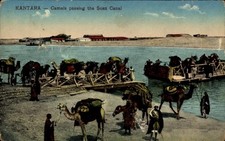 Ak Kantara Ägypten, Kamele