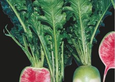 30x Chinesischer Rettich Red Meat - Samen Gemüse Garten Kräuter KS412