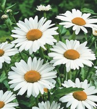  Margeriten Polaris weiß mehrjährig Höhe 100 cm Samen