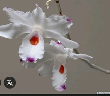 Dendrobium annae seltenheit