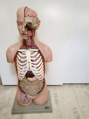 Somso anatomie torso modell - somso, torso,modell