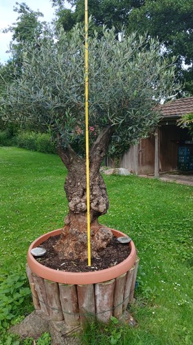 Olivenbaum olea 2 m - ca.,