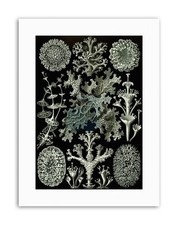 83RD PLATE ERNST HAECKEL KUNSTFORMEN DER NATUR LICHEN Canvas art Prints
