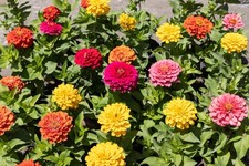500 Samen Zinnien