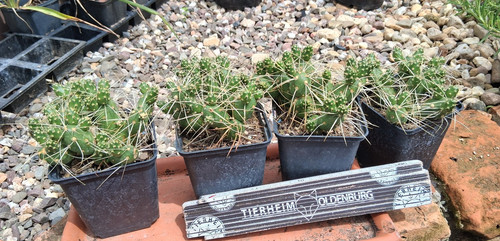 Tephrocactus platyacantha