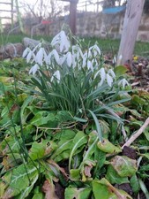 55x Galanthus,Nivalis