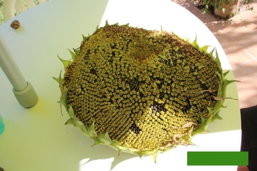 Riesen sonnenblume helianthus - riesen-sonnenblume,