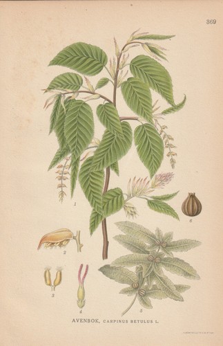 Hainbuche - , (carpinus