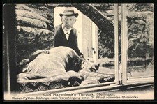 AK Stellingen, Carl Hagenbeck´s Tierpark, Riesen-Python nach Verschlingen eines 
